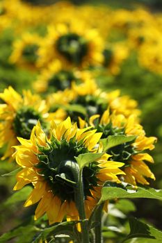 sunflower in field close up