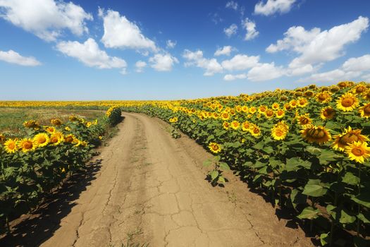 country road through the sunflowers field