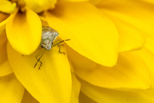 A close up shot of a tiny insect hiding behind the petals of a yellow flower