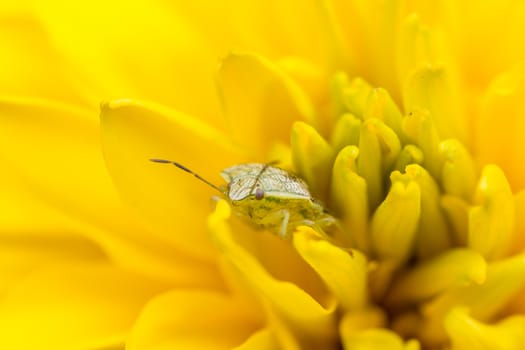 A close up shot of a tiny insect hiding behind the petals of a yellow flower