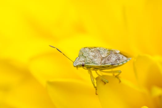 A close up shot of a tiny insect sitting on the petals of a yellow flower