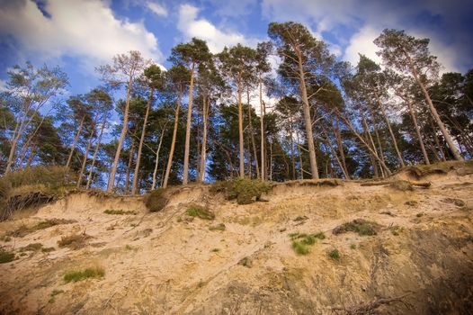 Landscape. Tress on the cliff.