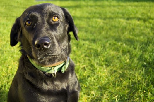 Animal conceptual image. Close up of a dog.