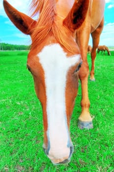 Horse. Portrait of brown horse on green pasture.