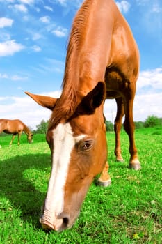 Horse on green field eats grass.