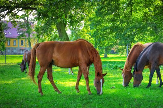 Horses. Herd of horses on green pasture.