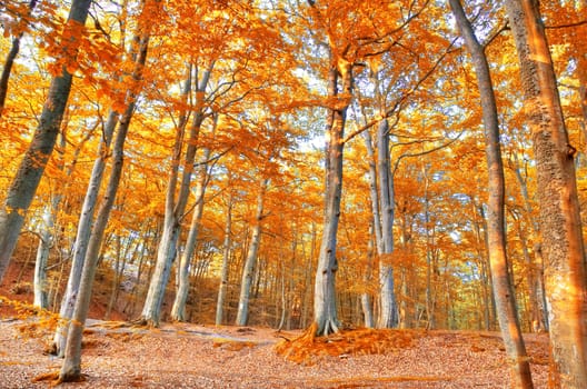 Autumn scenery. Beautiful gold fall in forest.