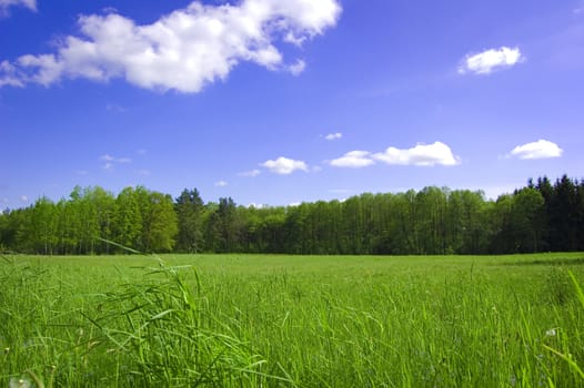 Field and forest conceptual image. Picture of green field and forest with blue sky in summer.