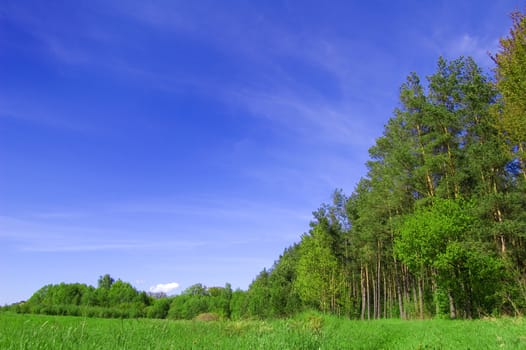 Field and forest conceptual image. Picture of green field and forest with blue sky in summer.