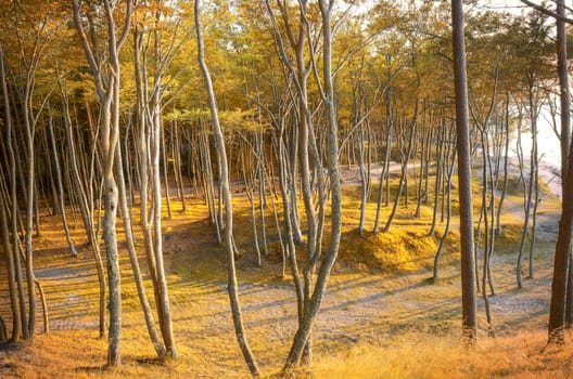 Autumn scenery. Beautiful gold fall in forest.