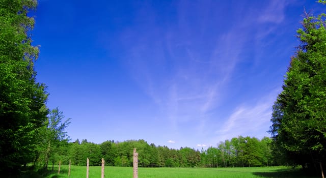 Field and forest conceptual image. Panorama of green field and forest with blue sky in summer.