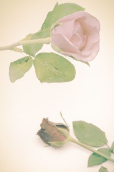 beautiful rose flower soft vintage style