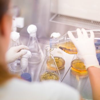 Focused PhD scientist spilling LB medium into Erlenmeyer flask in laminar in scientific laboratory. Life science professional grafting genetically modified organisms in controled environment.