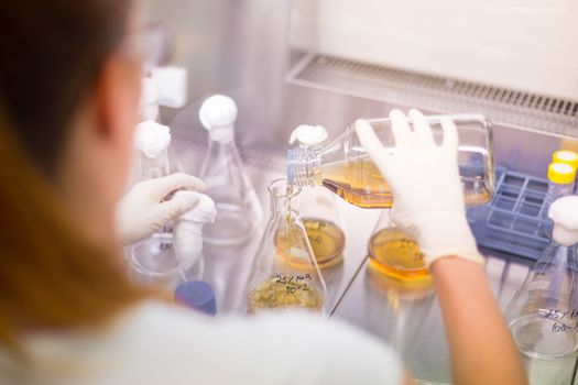 Focused PhD scientist spilling LB medium into Erlenmeyer flask in laminar in scientific laboratory. Life science professional grafting genetically modified organisms in controled environment.