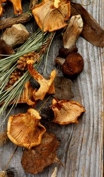 Heap of Dried Forest Chanterelles, Porcini and Boletus Mushrooms with Dry Grass, Leafs and Fir Stems closeup in Rustic Wooden background