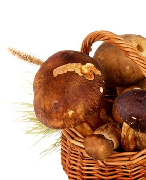 Heap of Fresh Raw Boletus Mushrooms with Green Fir Stems in Wicker Basket Cross Section on White background