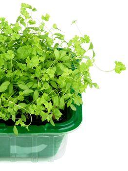 Fresh Stems and Leafs of Small and Curly Parsley Growing in Plastic Container isolated on White background
