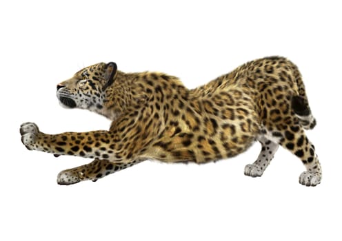 3D digital render of a big cat stretching isolated on white background