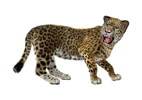 3D digital render of a big cat jaguar isolated on white background