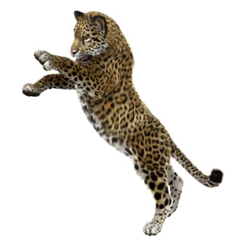 3D digital render of a big cat jaguar playing isolated on white background