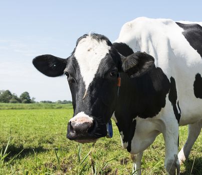 cow on green grass looking at camera