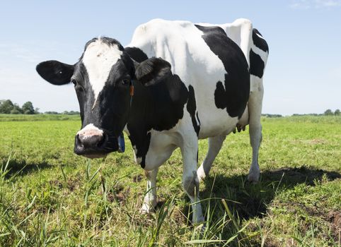 cow on green grass looking at camera