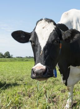 cow on green grass looking at camera