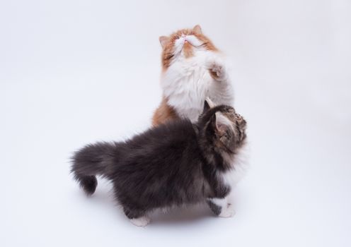 Red big persian cat and dark persian little kitten