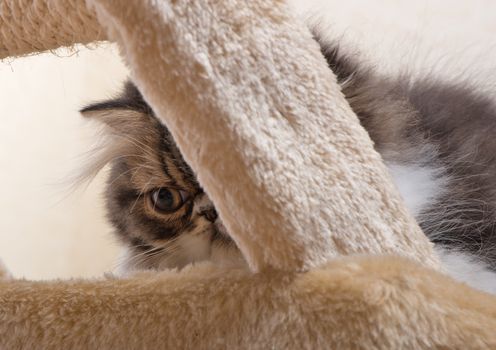 Persian kitten of dark coloring looks one eye