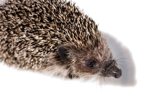 General view of the animal - hedgehog on a light background