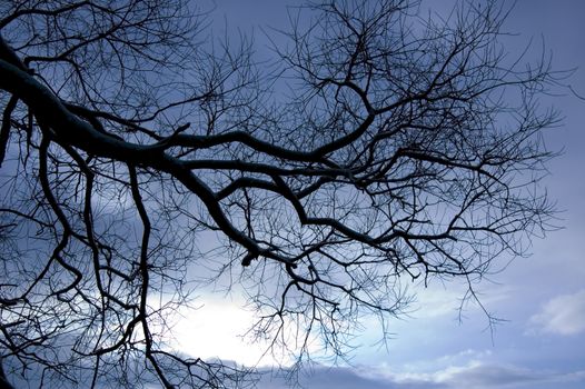 Tree conceptual image. Winter night in dark forest.