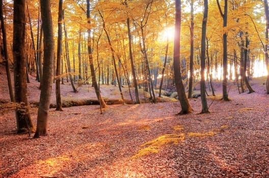 Autumn scenery. Beautiful gold fall in forest.