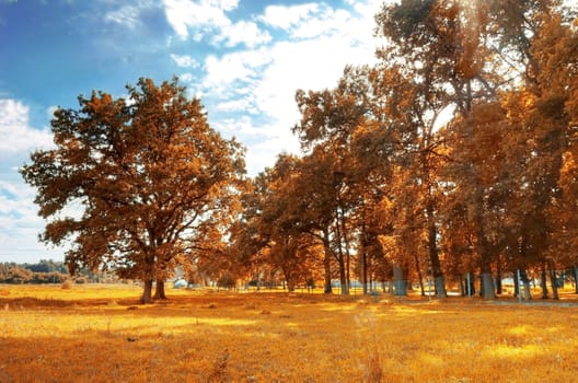 Autumn scenery. Beautiful gold fall in park.