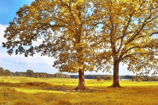 Autumn scenery. Beautiful gold fall in park.