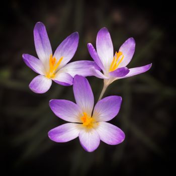 Blooming violet Crocus at springtime