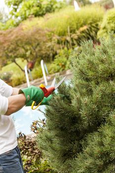 Close Up of Gloved Hands Trimming Grass with Clippers at Edge of Garden