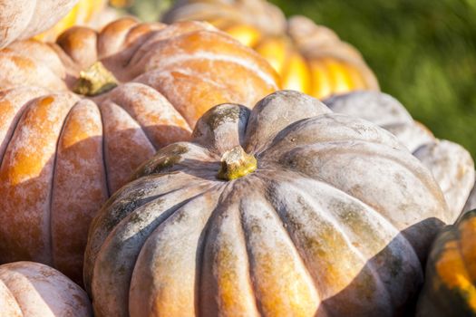 Muscade de Provence cucurbita pumpkin pumpkins from autumn harvest on a market