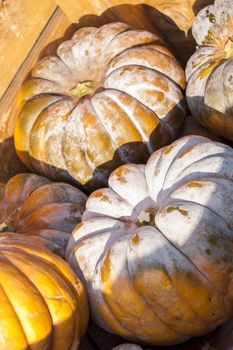 Muscade de Provence cucurbita pumpkin pumpkins from autumn harvest on a market