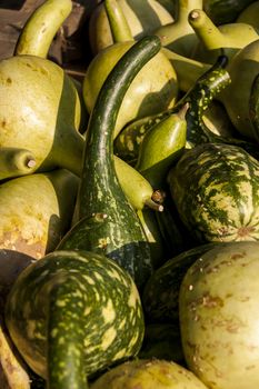 Kalebassenkürbirs cucurbita pumpkin pumpkins from autumn harvest on a market