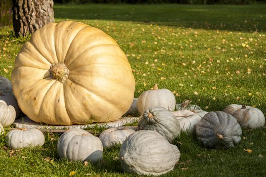 Cucurbita Maxima Giant Pumpkin cucurbita pumpkin pumpkins from autumn harvest on a market