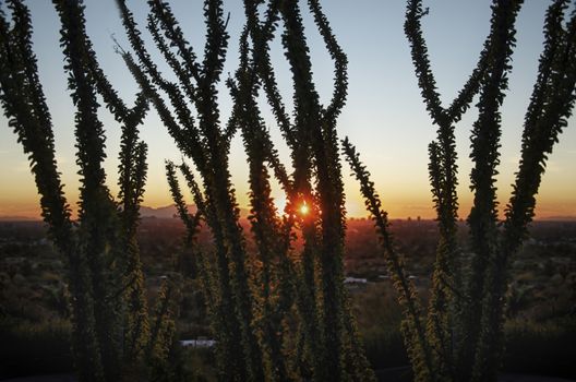 Sunrise over the Sonoran Desert at Usery Mountain Regional Park in Mesa, Arizona.