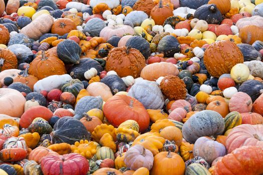 Different maxima and pepo cucurbita pumpkin pumpkins from autumn harvest on a market