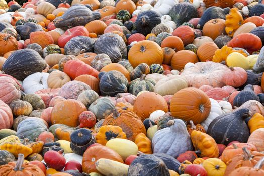 Different maxima and pepo cucurbita pumpkin pumpkins from autumn harvest on a market