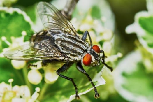 Gray fly sat down to rest on a hot day