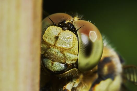 Portrait of a dragonfly in the garden in summer                               