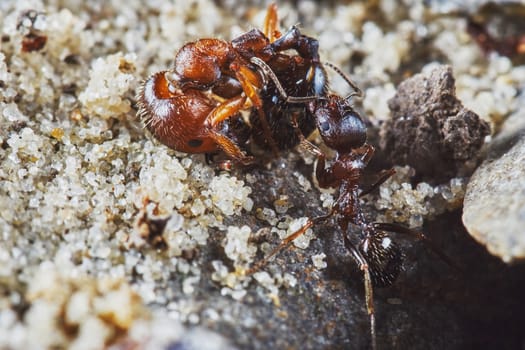 Ant removes the dead ant from entering the hole