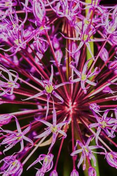 Purple Allium Flower Bulbs close-up                               