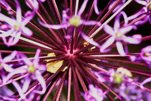 Purple Allium Flower Bulbs close-up                               