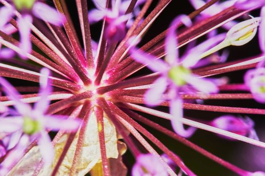 Purple Allium Flower Bulbs close-up                               