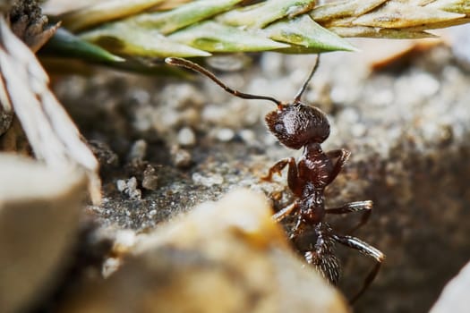 Ant outside in the garden close-up                               